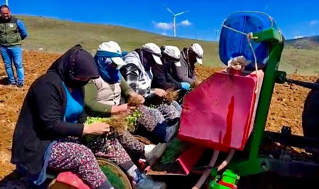 Yıllardır atıl durumda olan tarım arazilerine 'kekik' ekimine başlandı