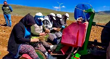 Yıllardır atıl durumda olan tarım arazilerine 'kekik' ekimine başlandı
