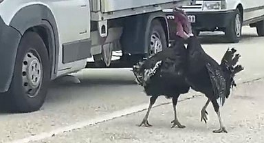Yol ortasındaki hindi kavgası trafiği durdurdu
