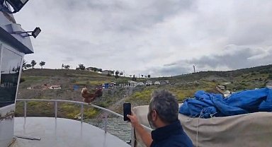 Yozgat'ta 'Kaptan Tavuk' görenleri gülümsetti