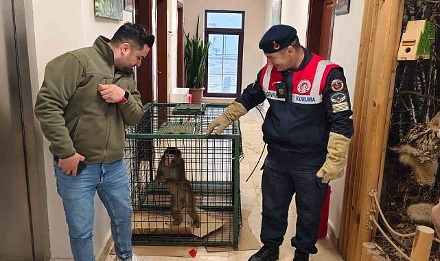 Yozgat'ta yakalanan Hint şebeği maymunu Ankara'da koruma altına alındı