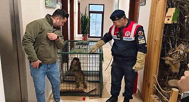 Yozgat'ta yakalanan Hint şebeği maymunu Ankara'da koruma altına alındı