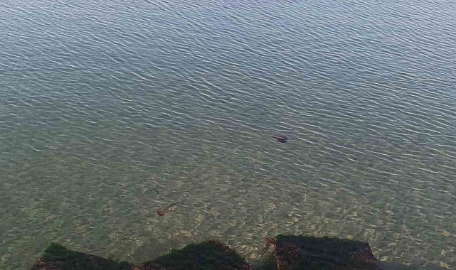 Zehirli pusula deniz anaları Tekirdağ sahilinde görüldü
