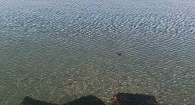 Zehirli pusula deniz anaları Tekirdağ sahilinde görüldü