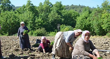 162 yıldır aynı "Ata Tohumu" ile ekiyorlar