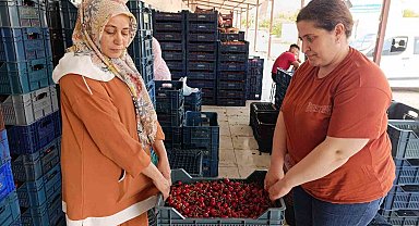 25 yıl önce dikilen kiraz fidanları Selendi'yi Avrupa'ya taşıdı