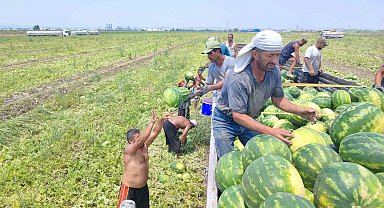 40 derece sıcakta karpuz işçilerinin ekmek mücadelesi
