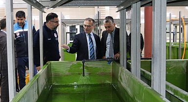 Abant Gölü'ne 100 bin endemik Abant alası bırakıldı