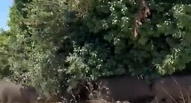 Aç kalan domuz sürüsü şehre indi