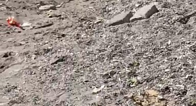 Aç kalan domuzlar sahile indi