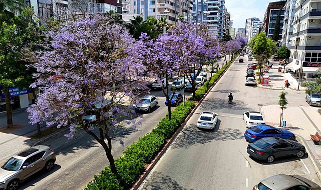 Adana'da jakarandalar çiçek açtı, kent mor renge büründü