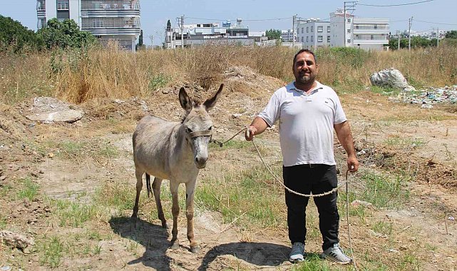 Adanalılar eşeklerin sahibini arıyor