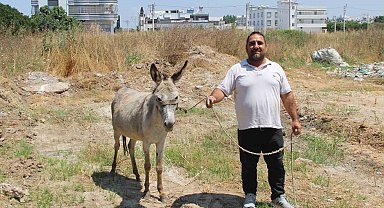 Adanalılar eşeklerin sahibini arıyor
