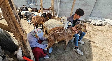 Adilcevaz'da yaylacıların yaz mesaisi devam ediyor