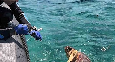 Ağa takılan deniz kaplumbağasını dernek görevlileri kurtardı