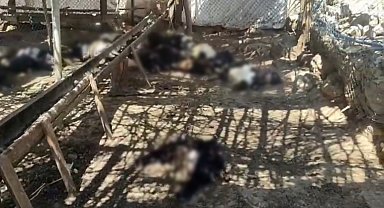Ağıla giren başıboş köpekler 26 keçiyi telef etti