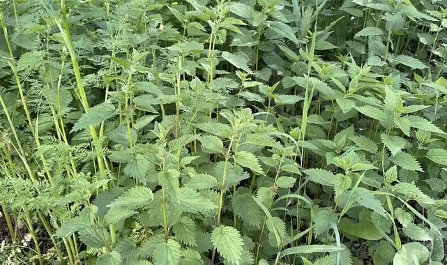 Ağrı'da ısırgan otu hasadı başladı