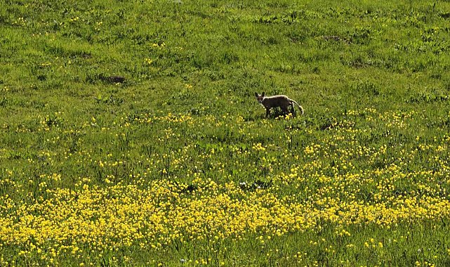 Ahlat kırsalında yiyecek arayan tilki görüntülendi