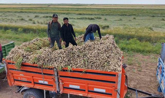 Aksaray'ın ata tohumundan yetiştirilen organik sarımsakların hasadı başladı