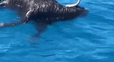 Alanya Kalesi açıklarında denizde ölü keçi bulundu