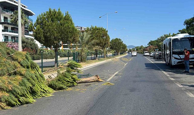 Alanya'da alkollü sürücünün kullandığı midibüs refüjü aşıp karşı şeride geçti