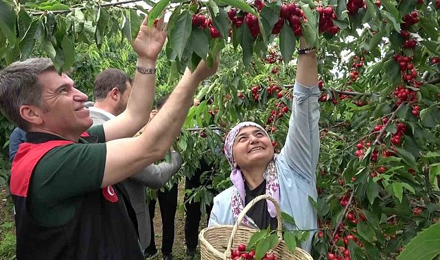 Amasya'da dalları kiraz bastı, bu yıl 50 bin ton rekolte bekleniyor