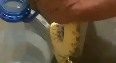 Ankara Polatlı'da yılan paniği