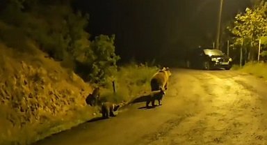 Anne ayı ve üç yavrusu komşusu oldu