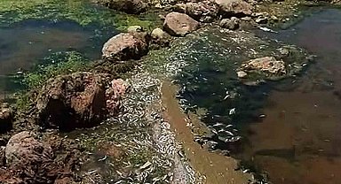 Araban Karasu Çayı'nda tedirgin eden toplu balık ölümleri