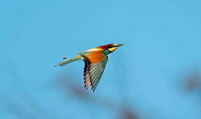 Arılarla besleniyor, doğaya renk katıyor: Avlayana para ve hapis cezası
