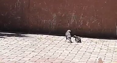 Arnavutköy'de okulun havalandırma boşluğuna düşen karga yavrusu kurtarıldı