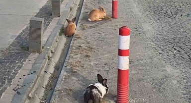 Atakum sahilinde tavşanlar dikkat çekti