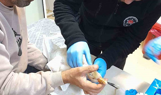 Atmacanın saldırdığı yavru kazı devlet hastanesine götürdü: İlk müdahaleyi güvenlik görevlisi yaptı