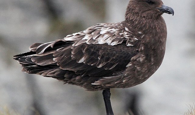 Avustralya ana karasında ilk H5N1 kuş gribi vakası şüphesi