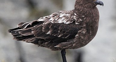 Avustralya ana karasında ilk H5N1 kuş gribi vakası şüphesi