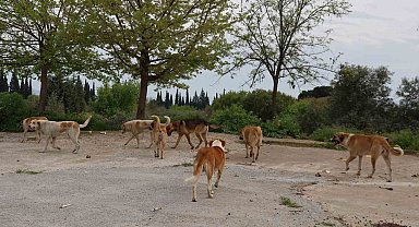 Aydın'da sahipsiz sokak hayvanları için çalışmalar sürüyor