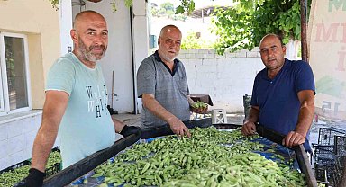 Aydın'ın bamyası Türkiye'nin dört bir yanına gönderiliyor