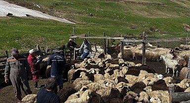 Aydıntepe'de küçükbaş hayvanlarda aşılama ve küpeleme çalışmaları sürüyor
