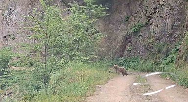 Ayı ve üç yavrusu yolda görüntülendi