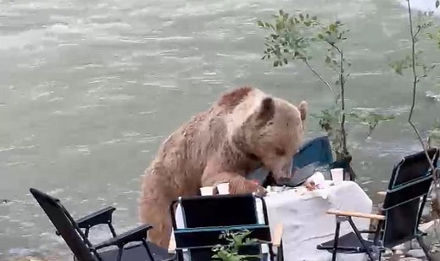Ayının piknik keyfi kameralara yansıdı