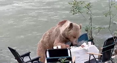 Ayının piknik keyfi kameralara yansıdı