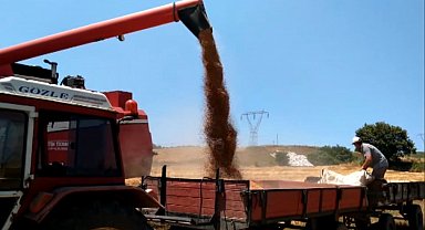 Bafra Ovası'nda buğday ve arpa hasadı başladı