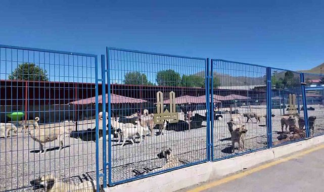 Bakan Mustafa Çiftçi'nin Erzurum'daki sokak köpeği başarısı Türkiye'ye örnek oluyor