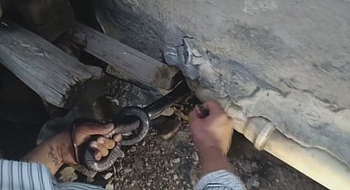 Bakmaya bile korkanlar varken o koluna dolanan 1 buçuk metrelik 2 yılanı saklandığı delikte yakaladı