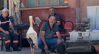 Balıkçı Ahmet ile leyleğin 10 yıllık kahvehane randevusu