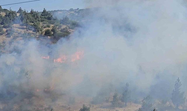 Balıkesir'de otluk ve koruluk alanda yangın