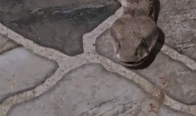 Balkona çay içmeye çıktı, karşısında dev yılanı görünce donakaldı