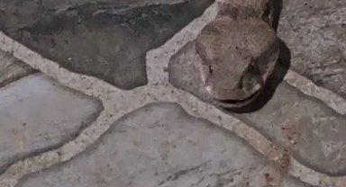 Balkona çay içmeye çıktı, karşısında dev yılanı görünce donakaldı
