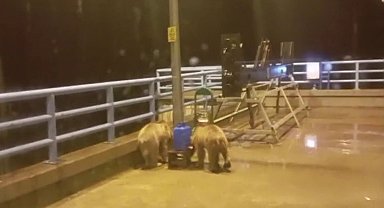 Barajda gece nöbeti tutan güvenlikçiye iki ayı yavrusu sürprizi