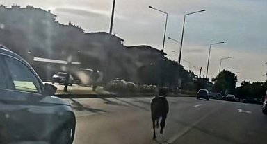 Başıboş at ana yolda trafiği tehlikeye attı
